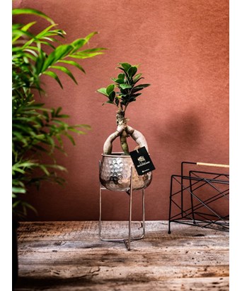 Gümüş Ayaklı Saksıda Bonsai